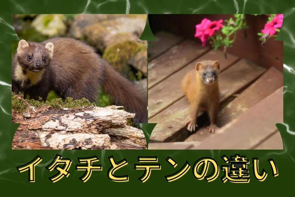 イタチとテンの違いは?生態・見た目・駆除方法などの違いを解説