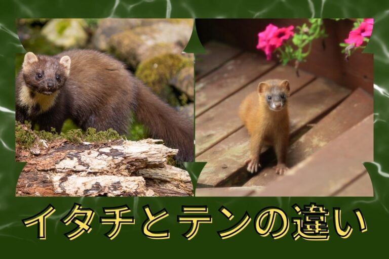 イタチとテンの違いは?生態・見た目・駆除方法などの違いを解説