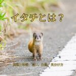 イタチとは？