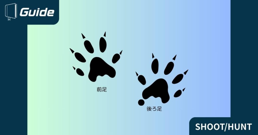 イタチの生態と痕跡