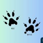 イタチの生態と痕跡