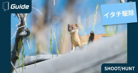 イタチが家の中に！
