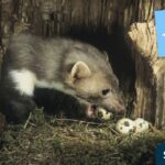 イタチは猫を食べるのか？