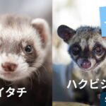 イタチとハクビシンの違い
