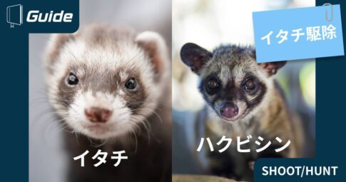 イタチとハクビシンの違い