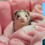 イタチをペットにするのは違法