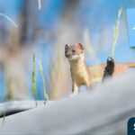 イタチの性格は獰猛で攻撃的！