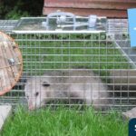 イタチを罠で捕獲駆除