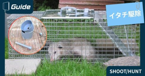 イタチを罠で捕獲駆除