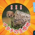 イタチの生息地