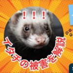 イタチの被害について