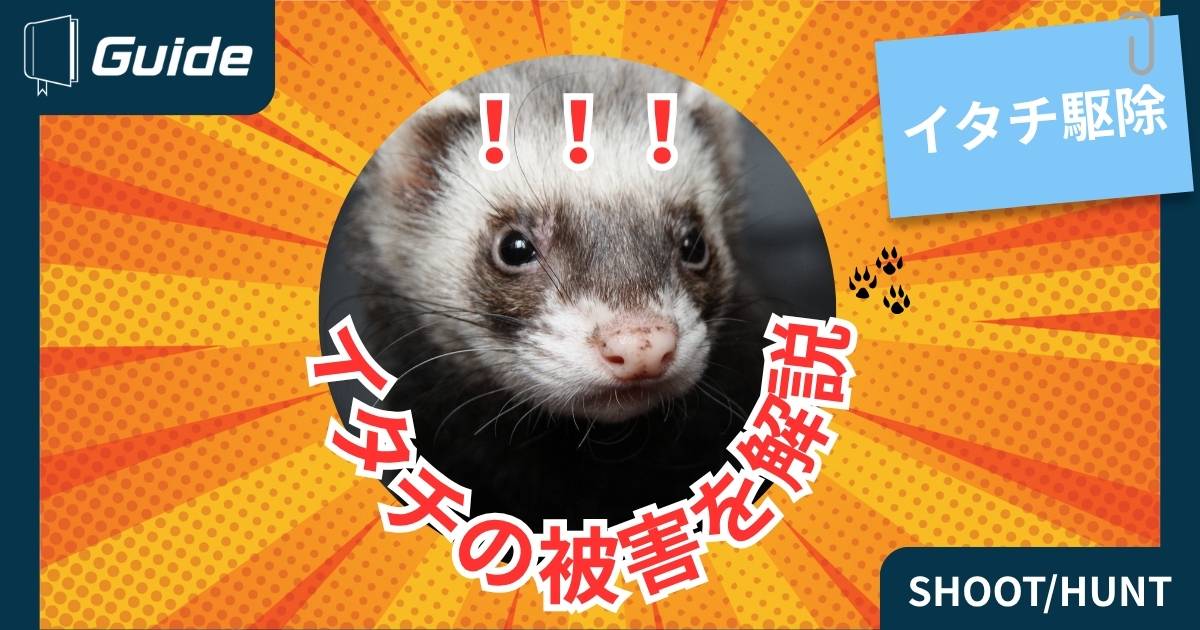 イタチの被害について