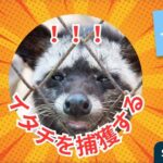イタチを捕獲する
