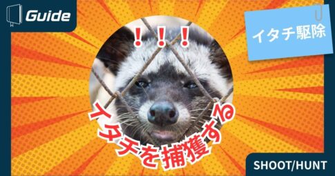 イタチを捕獲する