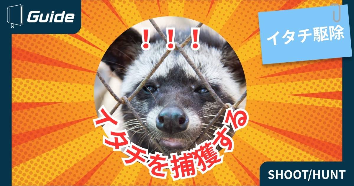 イタチを捕獲する