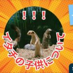 イタチの子供について