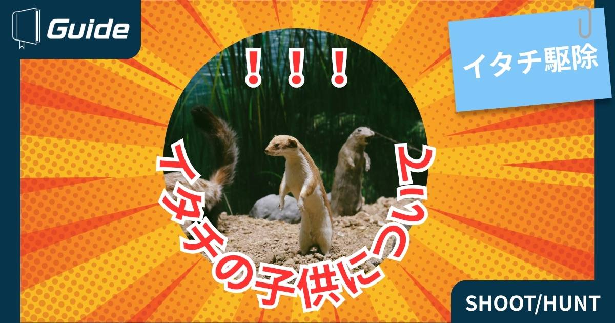 イタチの子供について