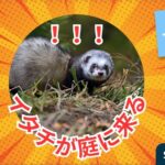 イタチが庭に来る