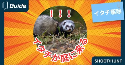 イタチが庭に来る