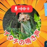 イタチの鳴き声はどんな音？