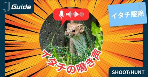 イタチの鳴き声はどんな音？